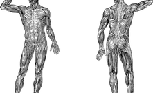 Metabolisches-Syndrom-Screening